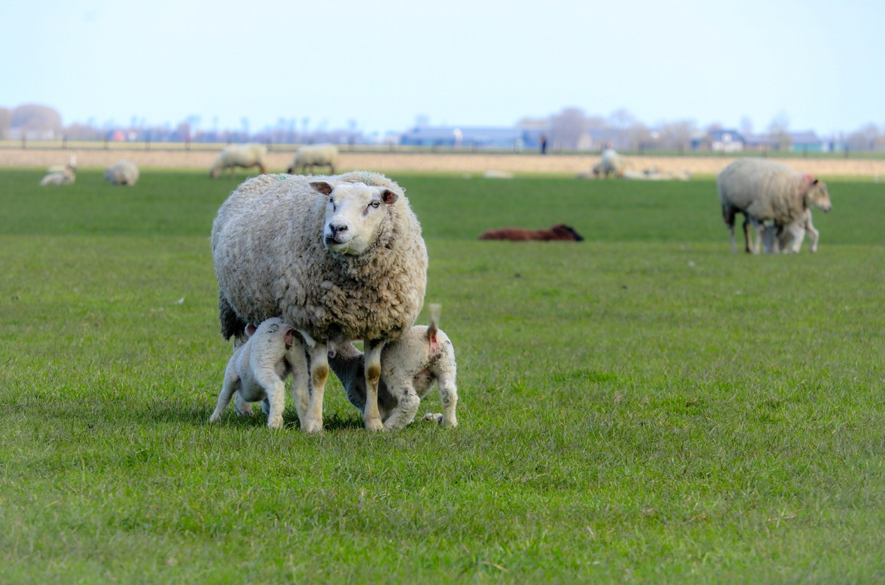 Omgeving; natuur-schapen Large