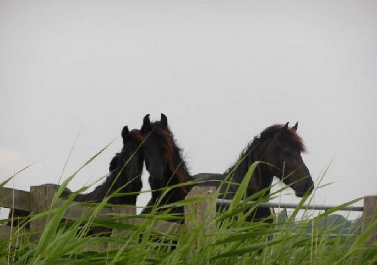 de-friese-wadden-vakantiehuis-tzummarum0163faadd7 Large
